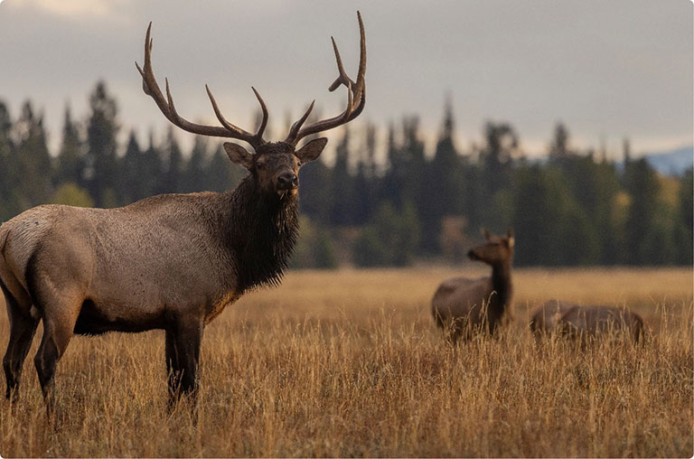 Big 6 point elk bull