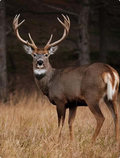 Deer calls thumbnail