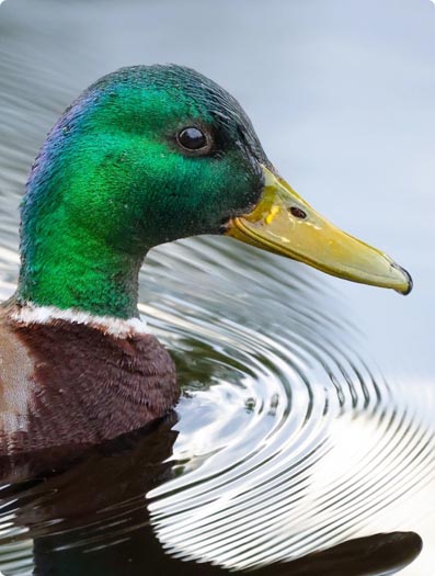 Duck calls thumbnail 2