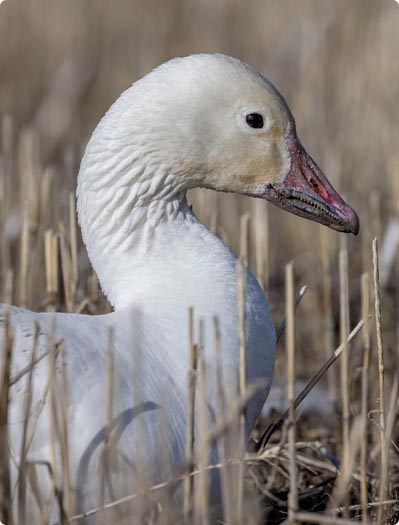 Goose calls thumbnail